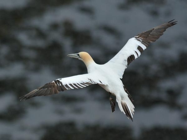 <h3><a href="/trips/helgoland/biota/animalia/chordata/aves/016 suliformes/002 sulidae/morus bassanus/morus bassanus-nl.html">Morus&nbsp;bassanus</a> / Northern&nbsp;gannet / Jan‑van‑gent</h3><p>Onvolwassen jan-van-gent, te herkennen aan de zwarte veren in de vleugels. Jonge vogels zijn bijna helemaal donker, naarmate ze ouder worden (in 2 jaar) worden ze wit.</p>NIKON D7100 met AF-S Nikkor 300mm f/2.8G IF-ED VR II, 1/2000 sec  bij F4.8, ISO 320, afstand 44.6&nbsp;m